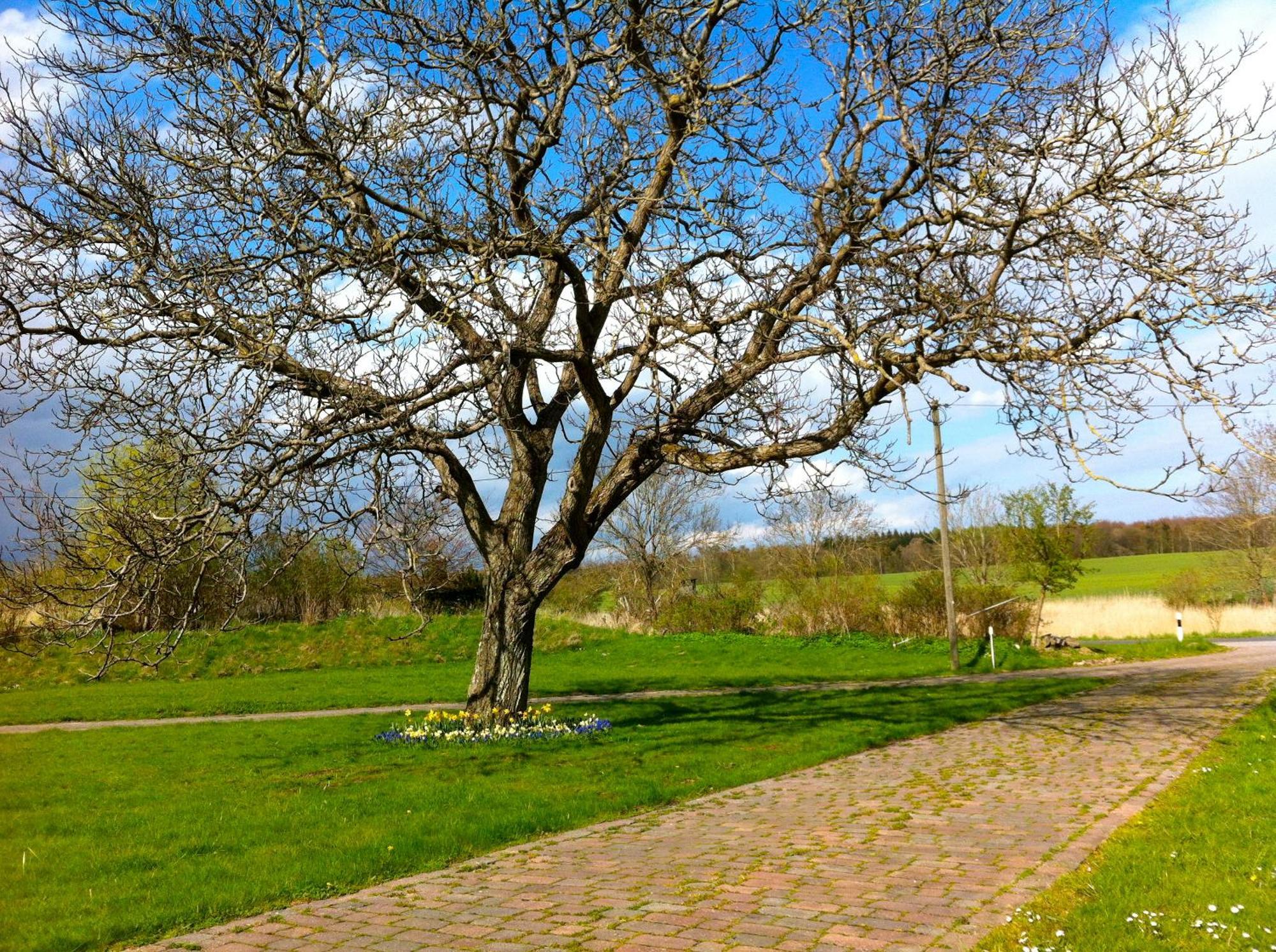 Gutshaus Ketelshagen Hotell Putbus Exteriör bild
